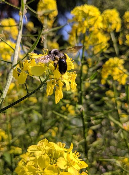 Blaue Holzbiene auf gelber Rapsblüte