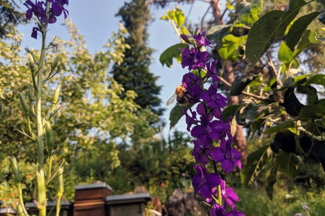 Hummel an Rittersporn-Blüte